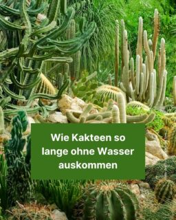 Hast du einen Kaktus zuhause stehen? 🌵 Kakteen sind ziemlich genügsam und so auch für Menschen geeignet, die keinen grünen Daumen haben. 😃 Warum es die Pflanzen so lange ohne Wasser aushalten, erfährst du beim Weiterblättern. 😊

#kaktus #kakteen #pflanzen #sukkulenten #stacheln