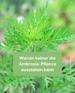 Es wird kalt: Heißt, dass die nervige Ambrosia-Pflanze endlich ein bisschen Ruhe gibt. 🌿 Doch auch jetzt blühen noch ein paar und machen Allergikern Probleme. Was es sonst noch über die Pflanze zu wissen gibt, lernst du in diesem Info-Post! 😊

#ambrosia #pflanze #natur #allergie #garten #winter #zeitung #freistunde