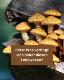 Pilze sind faszinierende Lebewesen, die weder zu den Pflanzen noch zu den Tieren gehören. 🍄 Zum Ende der Pilzsaison in Bayern geben wir euch in diesem Post Wissen über Pilze und darüber, welche spannenden Innovationen sie mit sich bringen können. 🙂

#pilze #bayern #mycelium #medizin #biologie #zeitung #freistunde