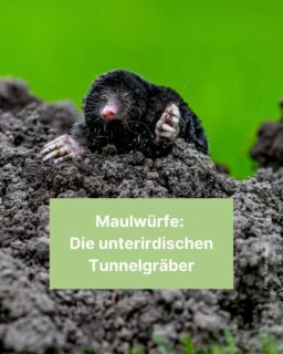 Warum du dich freuen darfst, wenn du Maulwurfshügel bei euch im Garten entdeckst, das erfährst du beim Weiterblättern! ⛏️🌳👩🌾
#maulwurf #erde #maulwürfe #tiere #garten #boden