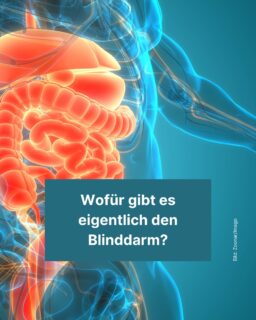 Viele Menschen glauben noch, dass der Blinddarm keinen wirklichen Nutzen hat: Es hat sich aber herausgestellt, dass das Organ eigentlich schon eine wichtige Rolle im menschlichen Körper spielt. 😮 Dennoch muss oft ein Teil des Blinddarms entfernt werden, vor allem wegen Entzündungen. Mehr dazu liest du in diesem Info-Post! 👨⚕️👩⚕️
#blinddarm #medizin #funfact #arzt #krankenhaus #op #operation #mythos #zeitung #freistunde