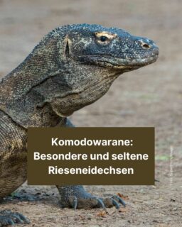 Drachen gibt es nur in Märchen: Aber Komodowarane kommen schon ziemlich nah dran. 🐲 Die großen und gefährlichen Echsen stammen ursprünglich aus Indonesien und werden immer seltener. Mehr erfährst du in diesen Info-Post! 🐊
#dragon #drache #eidechse #komodowaran #animals #tiere #zeitung #freistunde
