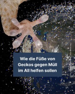 Der Weltraum 🌟 sollte keine Müllhalde für unsere kaputten Satelliten sein. Doch leider schweben eben diese oft um unseren Planeten. Was jetzt? Tatsächlich geben uns die Füße von Geckos eine mögliche Lösung, wie wir unseren Weltraum wieder sauber kriegen könnten. 🦎
#weltraum #all #wissenschaft #bionik #funfact #satelite #zeitung #freistunde