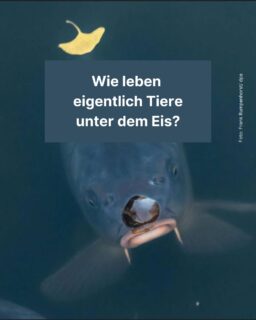 Draußen ist alles vereist und zugeschneit: Was passiert jetzt mit den Fischen in den zugefrorenen Seen? 🐟 Werden sie auch tiefgekühlt oder leben sie einfach unter der Eisoberfläche weiter? Das erfährst du in diesem Info-Post! ⛄
#schnee #eis #glatt #funfact #fisch #tiere #wasser #see #zeitung #freistunde
