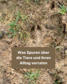 Tiere verstecken sich in freier Natur. Um trotzdem herauszufinden, welche Tiere in deiner Nähe unterwegs sind, kannst du im Wald oder in deinem Garten mal auf Spuren achten. 🐱 Hier ein paar Tipps, wie du die Abdrücke findest und herausfindest, von welchem Tier sie stammen. 🌱
#natur #tiere #animals #nature #abdrücke #spuren #wald #garten #garden #freistunde #zeitung