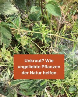 Mit den warmen Temperaturen und dem schönen Wetter zieht es viele wieder raus in ihren Garten. Aber: Man sollte es mit der Pflege dort nicht übertreiben. Denn die Natur freut sich, wenn manches Unkraut stehen bleibt. Mehr dazu erfährst du in diesem Beitrag. 🌳🌸

#unkraut #rasen #natur #umwelt #garten