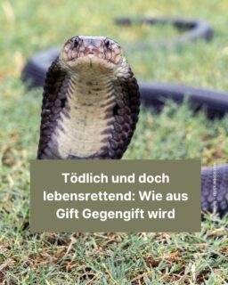 Eine Schlange schnappt zu: Was jetzt? 🐍Um ein Gegengift herzustellen, braucht man auch meist das Gift der Schlange. Wird das nicht verabreicht, können manche Bisse schnell mit dem Tod enden. Mehr zu den Tieren und ihrem Gift erfährst du in diesem Info-Post! 😊

#gift #schlange #giftschlange #tiere #medizin #zeitung #freistunde