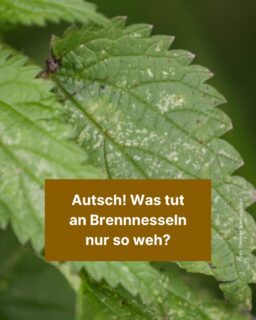 Aua! Bei schönem Wetter will man raus in die Natur, aber die Brennnessel gibt einem das Gefühl, die Natur will keinen Menschen bei sich haben. 🌿 Die Brennhaare der Pflanze reizen die Haut und können ganz schön wehtun. Warum haben Brennnesseln diesen Abwehrmechanismus entwickelt? Das erfährst du in diesem Info-Post! 😊

#brennnessel #aua #natur #biologie #zeitung #freistunde
