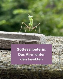 Mit ein wenig Glück kann man Gottesanbeterinnen auch bei uns entdecken – und hat dann ein faszinierendes Tier vor sich. Mehr dazu erfährst du in unserem Info-Post. 🦗🌲
#gottesanbeterin #insekt #natur #tier #wissen