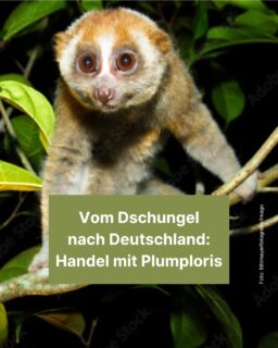 Süße, kleine Affen, die leider vom Aussterben bedroht sind: Das sind Plumploris. 🐵 Die Tiere verlieren immer mehr von ihrem Lebensraum und werden als begehrte Haustiere gejagt. Was es damit auf sich hat, erfährst du in diesem Info-Post! 😊

#plumplori #tier #süß #affe #monkey #haustier #info #zeitung #freistunde