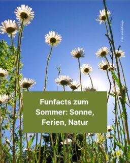 Die aktuelle Hitzewelle macht ein Geheimnis draus: Es ist Sommer. 🥵 Die großen Ferien nahen, Insekten fliegen überall rum und die Sonne bringt jeden zum schwitzen. In unserem Info-Post lernst du noch mehr über die warme Jahreszeit! 😊

#sommer #hitze #hitzewelle #info #ferien #sommerferien #zeitung #freistunde