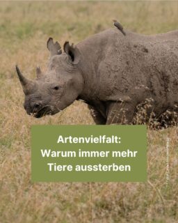 Die Artenvielfalt auf der Erde verändert sich: Das ist erst mal ganz natürlich. Aber wir Menschen haben einen negativen Einfluss. Tiere werden gejagt, bis sie von Aussterben bedroht sind. 🦁 Der Klimawandel zerstört die Lebensräume von vielen Tieren. Und diese Störung der Natur führt zu weiteren Problemen, wie bei einer Kettenreaktion. Mehr zu dieser Entwicklung liest du in diesem Info-Post! 😊

#tiere #arten #artenvielfalt #insekten #biologie #lebensraum #klima #klimawandel #tiger äzeitung #freistunde