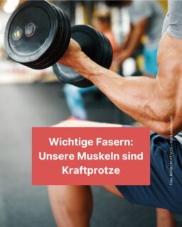 Muskeln braucht jeder, nicht nur Leute mit Gym-Abo: Ohne sie könnten wir uns gar nicht bewegen. 💪 Aber wie genau funktionieren Muskeln? Und warum wachsen sie, wenn wir Sport machen? Das erfährst du in diesem Info-Post! 😊

#gym #muskeln #muscles #sport #eiweiß #proteine #zeitung #freistunde