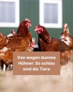 Hühner sind schlaue Tiere. 🐔 Forscher haben bereits viele Dinge über sie herausgefunden. So bilden sie zum Beispiel Freundschaften untereinander oder nutzen verschiedene Laute, die als Sprache funktionieren. Mehr dazu erfährst du in diesem Info-Post! 🐓
#huhn #hühner #wissenschaft #forschung #zeitung #freistunde