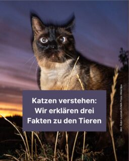 Katzen sind nicht nur süße Haustiere. 🐈 Sie können aus großen Höhen nahezu perfekt auf den Pfoten landen und haben ein einzigartiges Erkennungsmerkmal, das dem menschlichen Fingerabdruck ähnelt. In diesem Info-Post erfährst du drei Fakten über die interessanten Vierbeiner. 😊
#katze #haustiere #cat #sinne #zeitung #freistunde