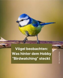 Beim "Birdwatching" gehen Menschen auf Schnitzeljagd nach den kleinen geflügelten Tieren. 🐦 Warum sie das machen und wann der beste Zeitpunkt dafür ist, erfährst du in diesem Info-Post! 😊
#birdwatching #vögel #spätsommer #fotografieren #birding #zugvögel #zeitung #freistunde